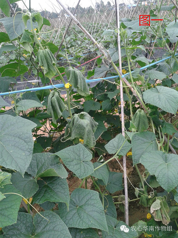 冬瓜病虫害特效药视频,西瓜秧枯萎病怎么治疗