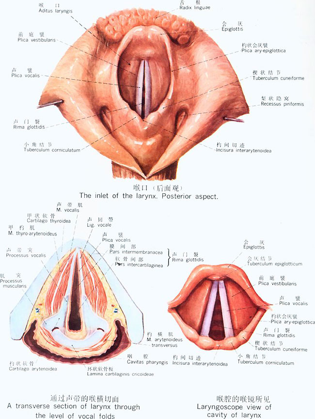 胖的人声音会变粗吗,人声带结构