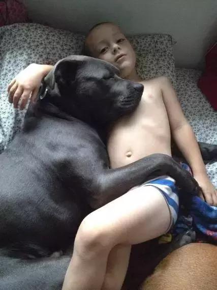 比特犬可爱的一面,比特犬没想象中的可怕