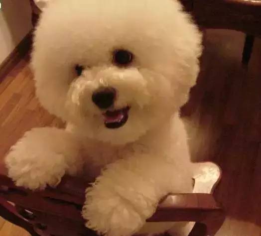 各种狗的身价排行榜,宠物狗什么狗最便宜还好看