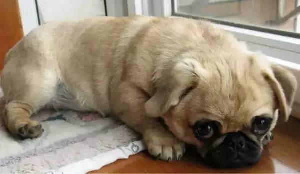 各种狗的身价排行榜,宠物狗什么狗最便宜还好看