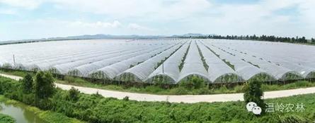 南方葡萄盆栽栽培技术,南方早熟葡萄新品种