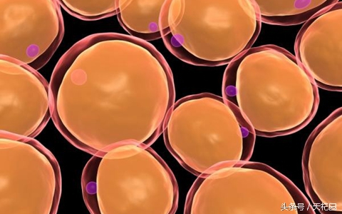 基础代谢对身体有哪些作用,基础代谢对减肥成功率