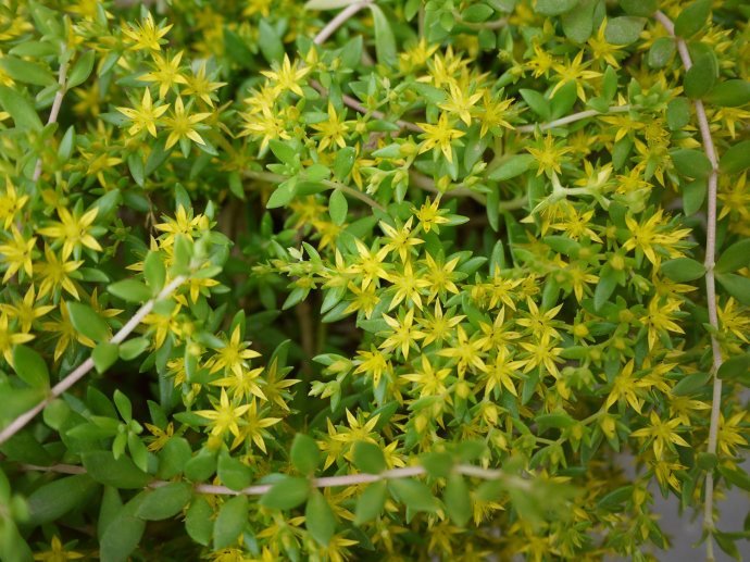 这种野草居然是肝病良药,这种草居然能治病
