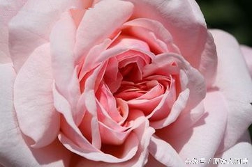 白皙摇bb防脱妆是升级版吗,白皙摇bb霜是三无产品吗