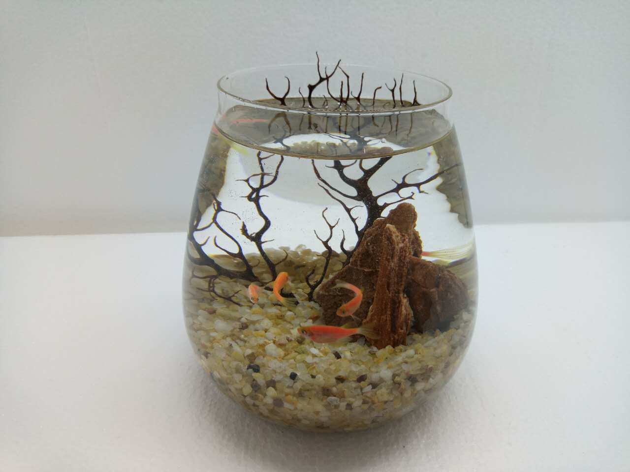 跟红斑马鱼一样好养的小热带鱼,红斑马鱼的正确养殖方法