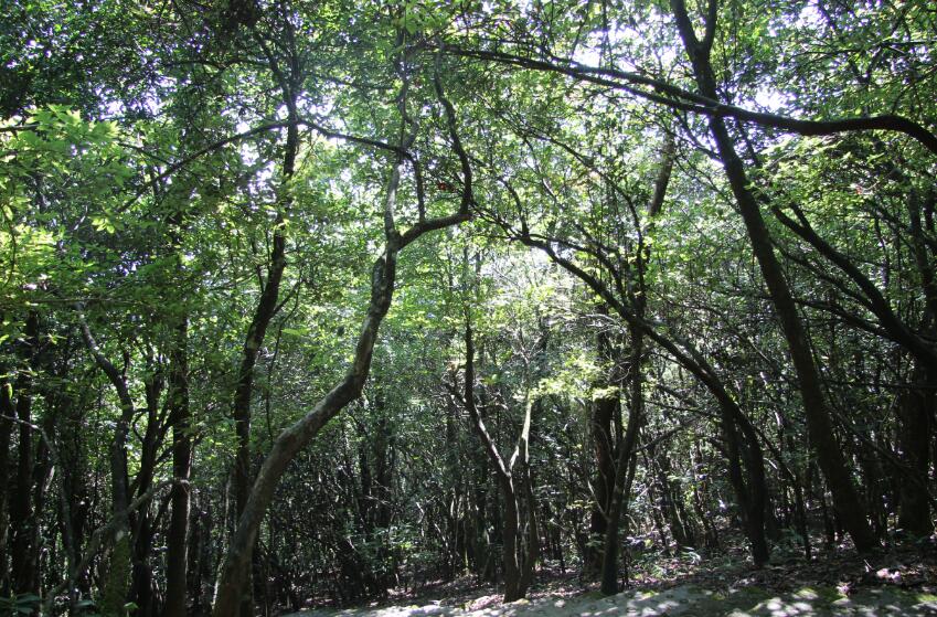 魅蓝e评测,魅族魅蓝e银色配置