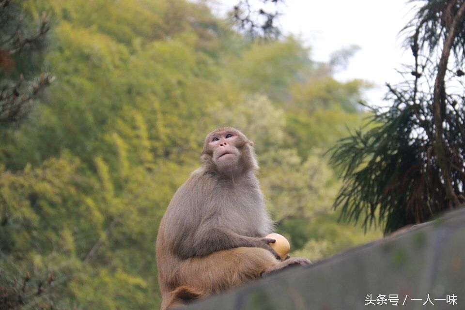 漫游天目山,探幽天目山森林之旅