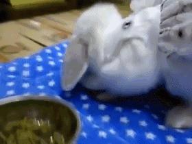 听说宠物兔是女神收割机但是兔兔不乖怎么办？