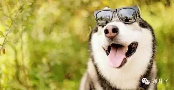 养哈士奇是什么心理,养只哈士奇的真实感受