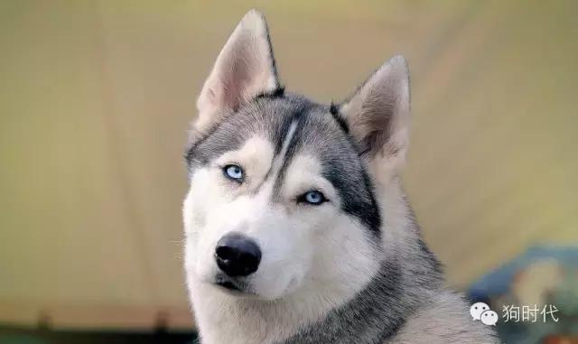 养哈士奇是什么心理,养只哈士奇的真实感受