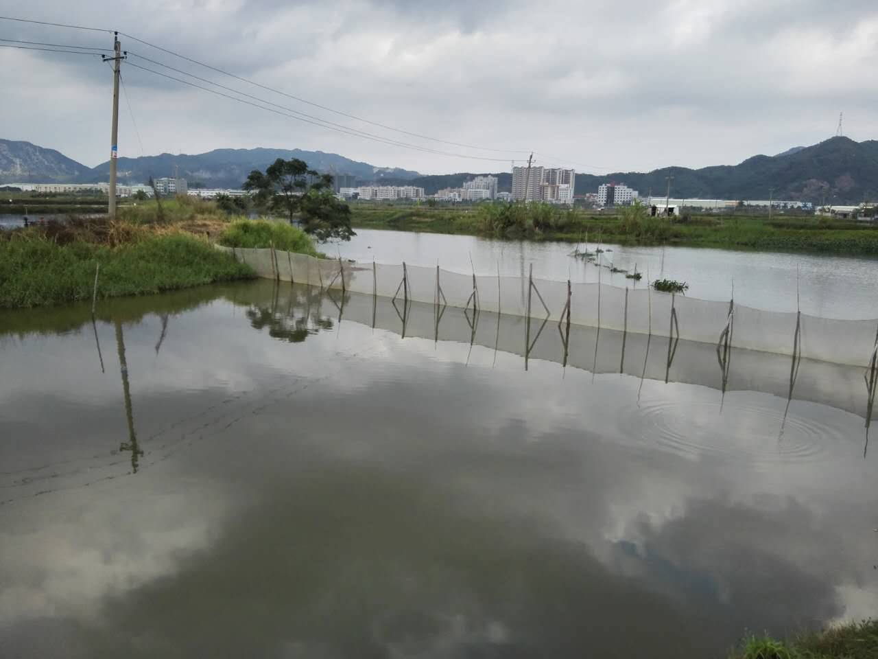 新思路新探索新模式,新模式水产养殖鱼苗