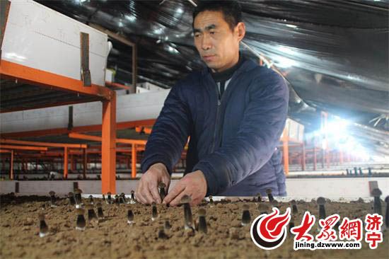 小蘑菇转型,小蘑菇大产业