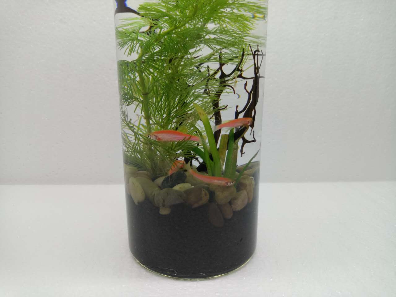 跟红斑马鱼一样好养的小热带鱼,红斑马鱼的正确养殖方法