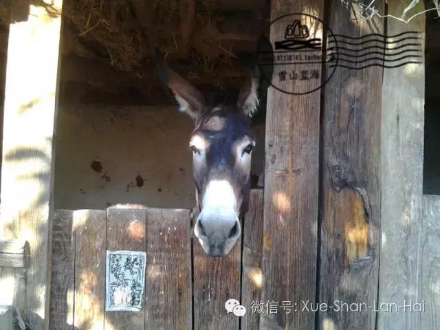 驴胶知识全在这儿了