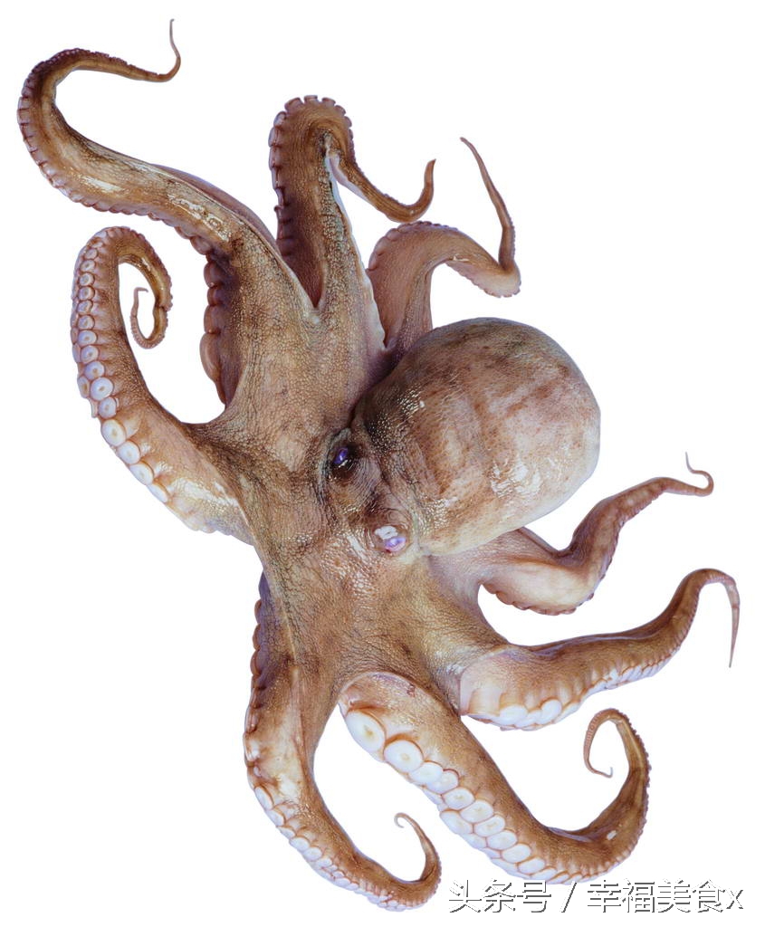 开海后去海边看的第一波海鲜,开海季鲅鱼带鱼