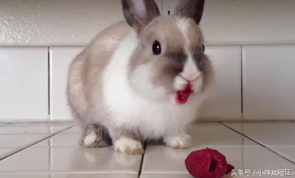 萌兔趁主人不在家偷擦口红？1秒变性感红唇，画面太辣眼了！