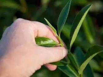 开学啦英语怎么学,学习茶学的好处