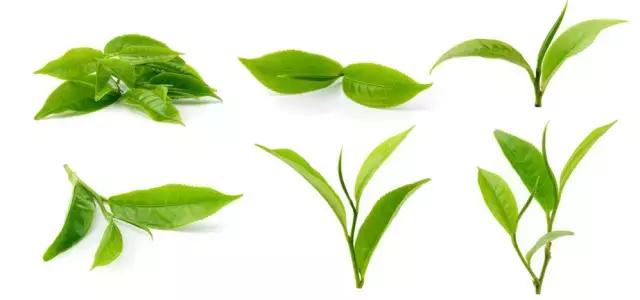 澳洲星期四农庄茶树祛痘香皂,星期四农庄茶树精油能祛痘印吗