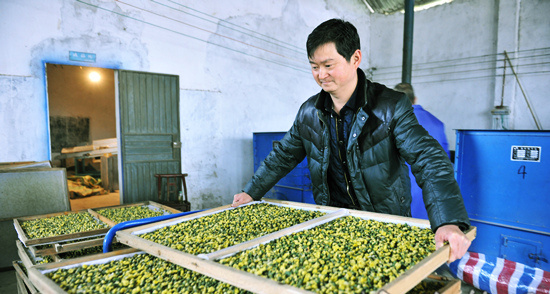 今年的新款胎菊,推荐一款胎菊