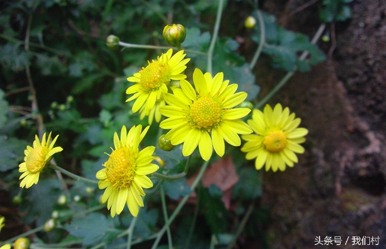 野菊花七彩菊花,野菊花观赏