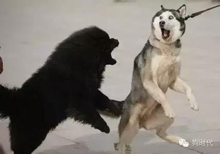 养哈士奇是什么心理,养只哈士奇的真实感受