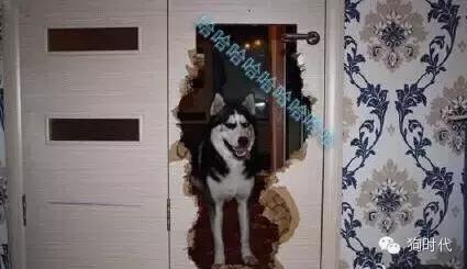 养哈士奇是什么心理,养只哈士奇的真实感受