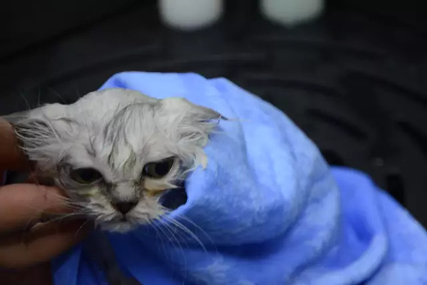 猫咪洗澡用烘干机好还是吹风机好,猫咪洗澡注意事项有哪些