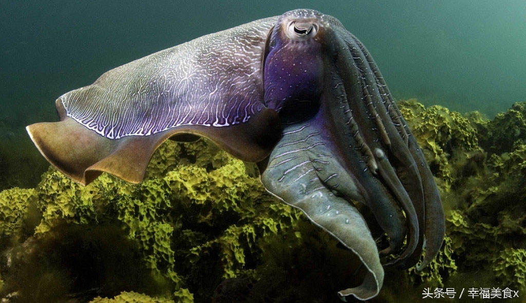 开海后去海边看的第一波海鲜,开海季鲅鱼带鱼