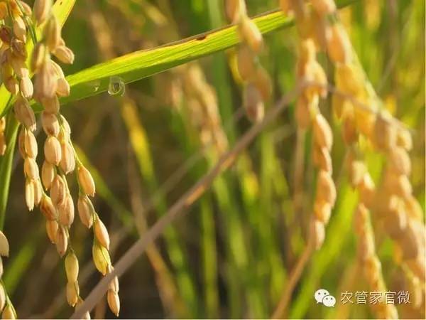 今年水稻价格如何,水稻价格回升