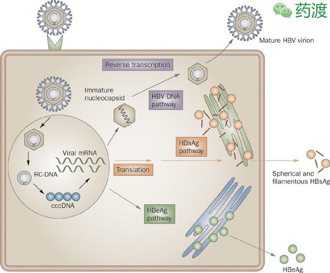 乙肝peg疗法,msc治疗乙肝