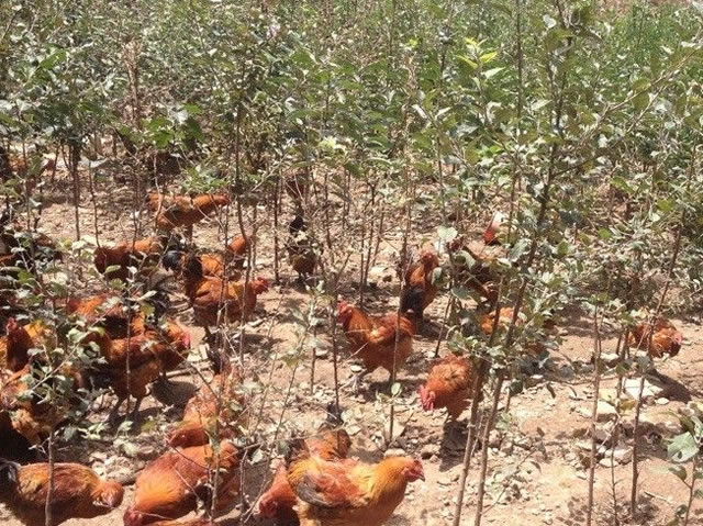 周夕人养殖直播一天经历