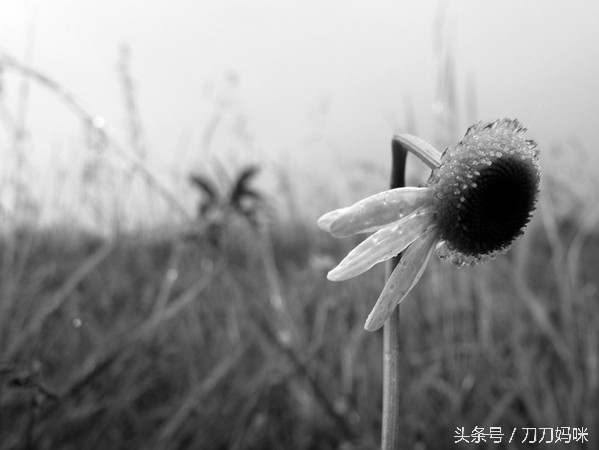 虐心绘本：当蝌蚪爱上毛毛虫，看完人生会有所不同