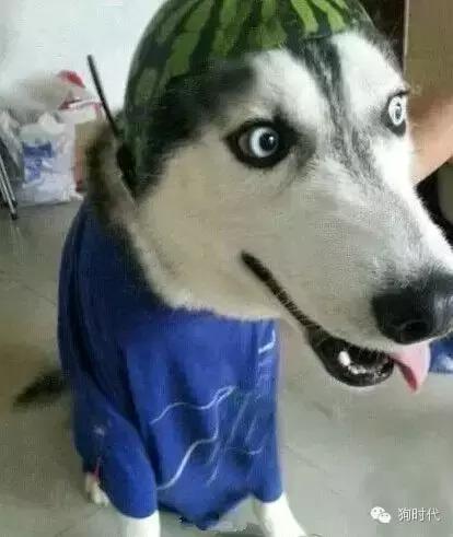 养哈士奇是什么心理,养只哈士奇的真实感受