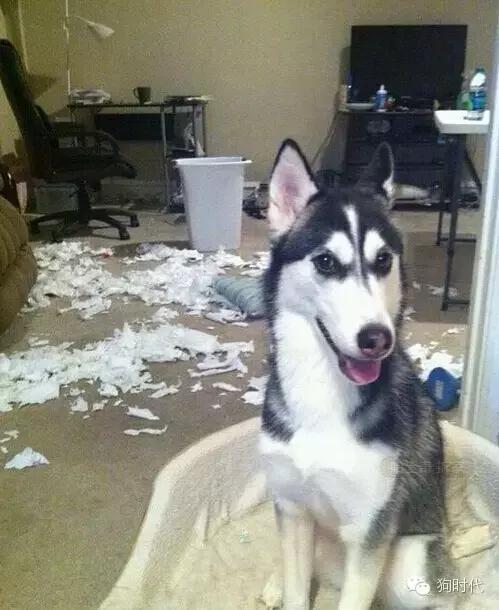 养哈士奇是什么心理,养只哈士奇的真实感受