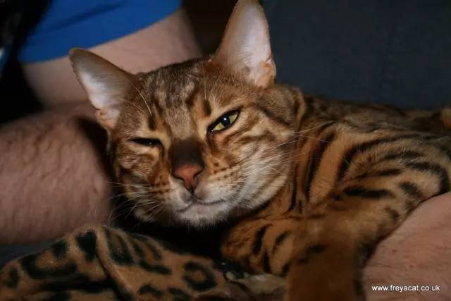 怎么防止猫咬细的电线,怎样从猫上接出网线