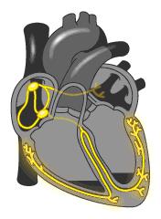 心室支架说明书,这份通俗易懂的心室说明书请收好