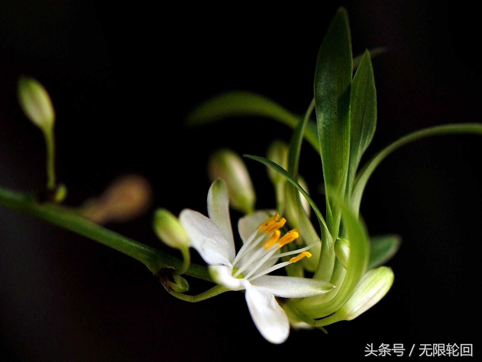 最经典的兰花诗全篇,十首著名的兰花诗句有哪些