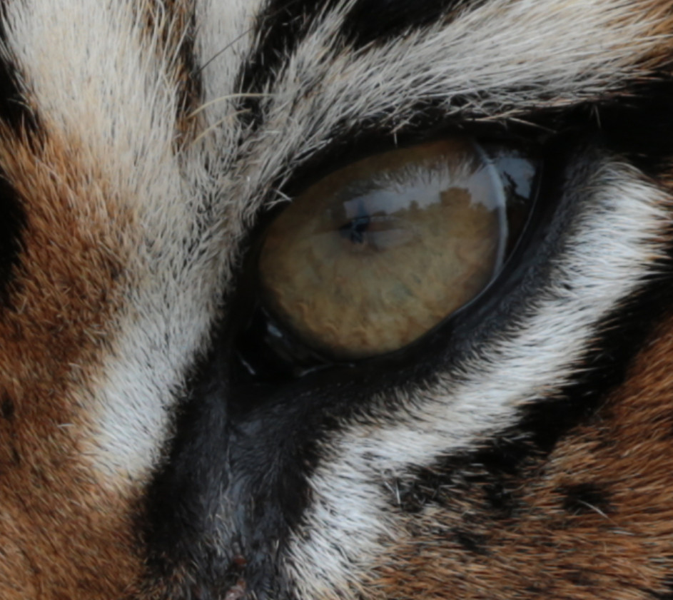 浣宠兘澶х櫧鍙傛暟,浣宠兘ef100-400f2.8涓変唬