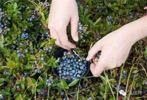 温哥华劳斯莱斯,温哥华买劳斯莱斯视频