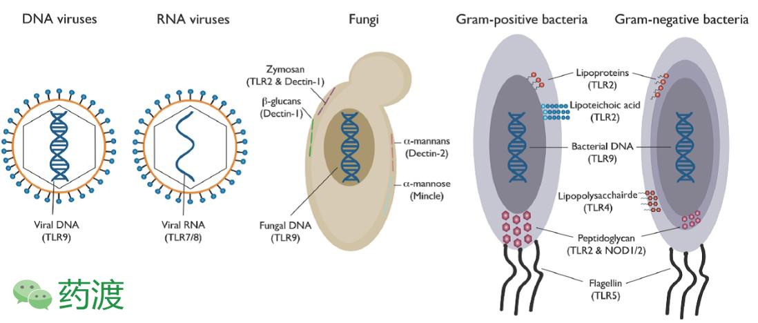 乙肝peg疗法,msc治疗乙肝