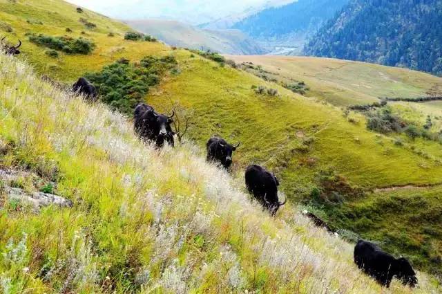 四川最深山神秘的古镇,四川最原始自然的村落
