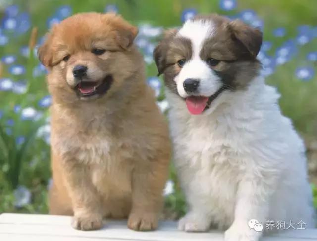 小狗互相打招呼时什么样,全世界狗狗打招呼的方式