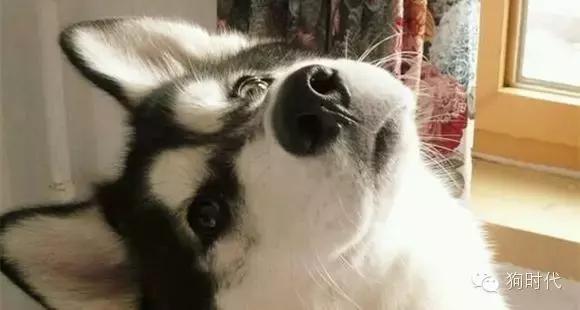 养哈士奇是什么心理,养只哈士奇的真实感受