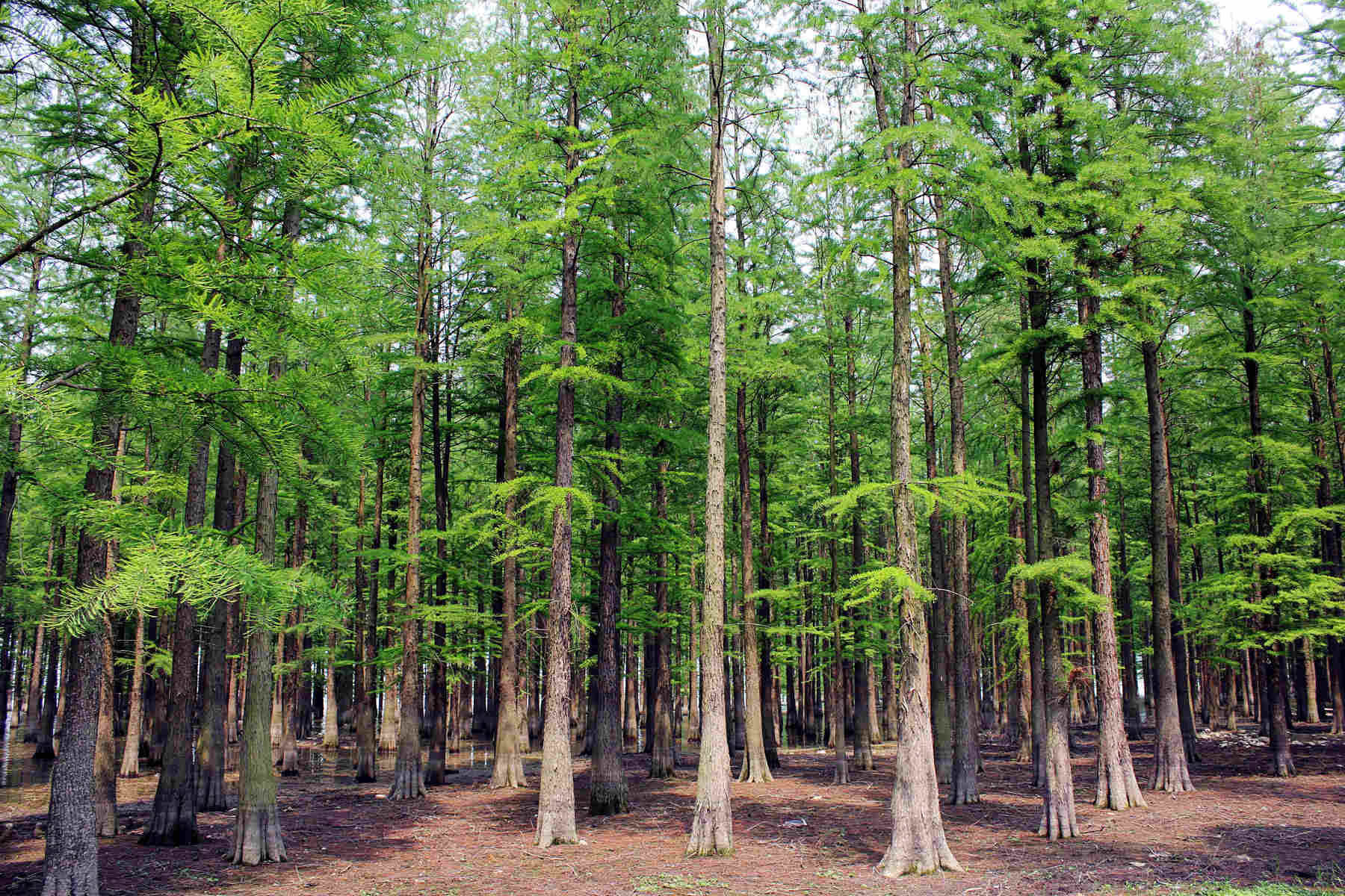园林绿化苗木培育方法和技术,园林绿化苗木种植方法视频