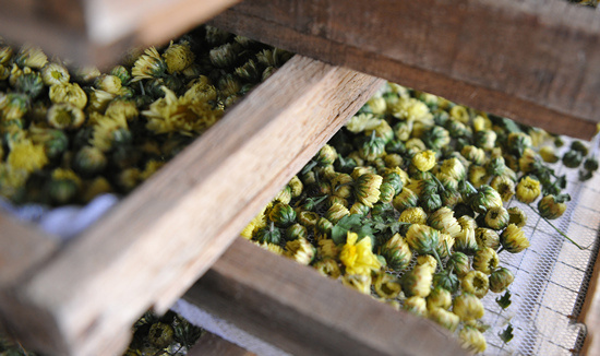 今年的新款胎菊,推荐一款胎菊