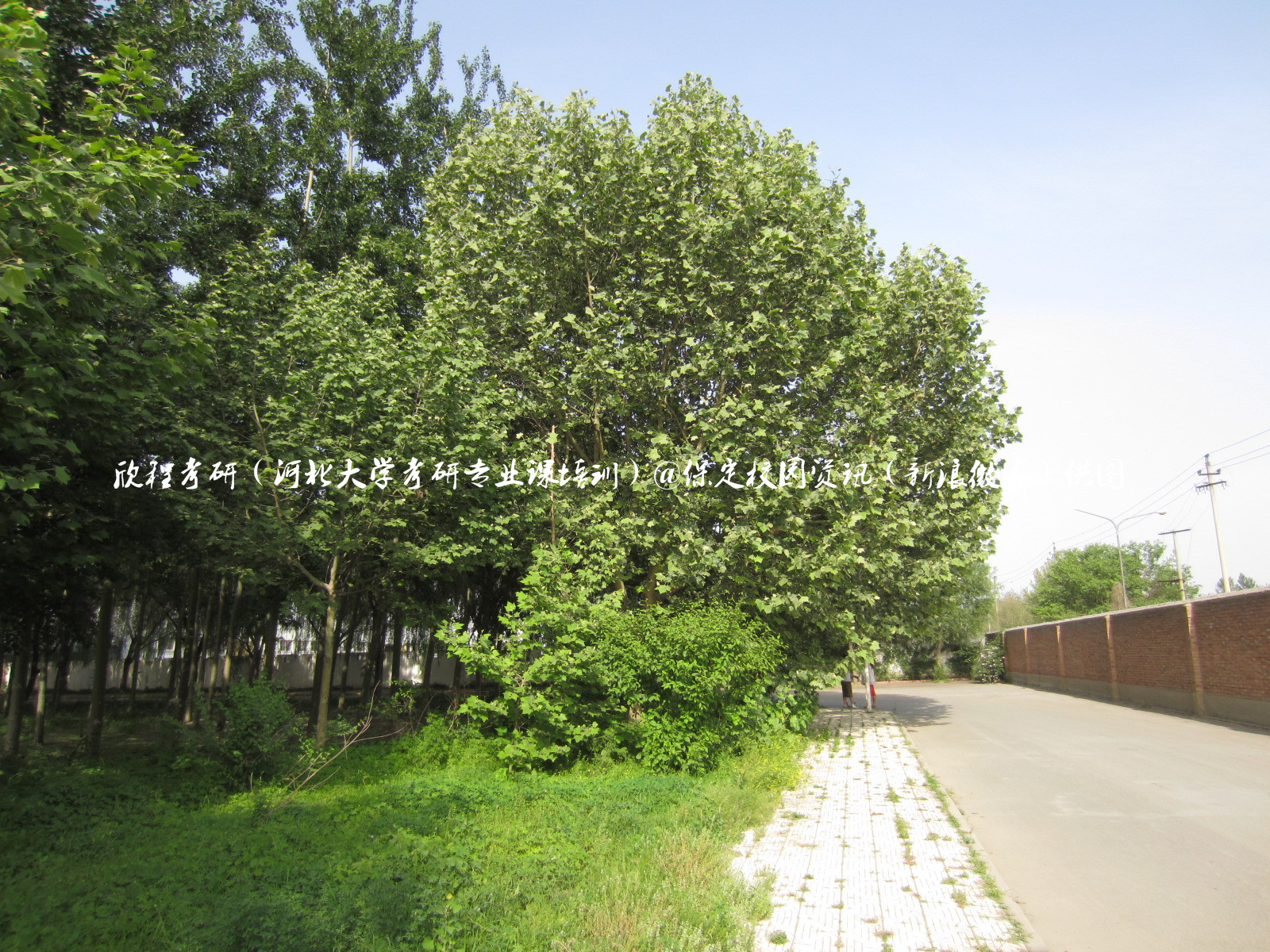 最美校园保定学院,河北最美的学院