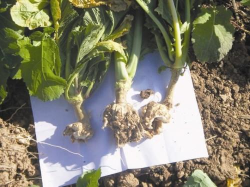 蔬菜根瘤最佳治疗方法,蔬菜根瘤病特效药