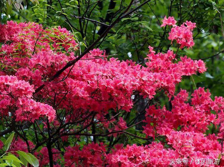 西泰山风景旅游区简介,河南西泰山风景区简介