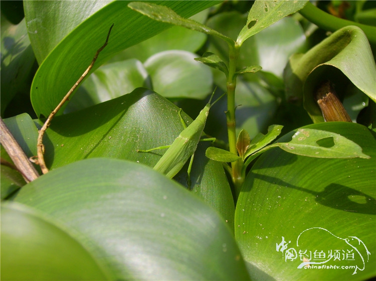 民间特色钓法,径河野钓地点